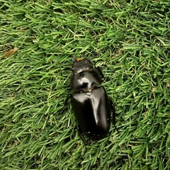 ギラファノコギリクワガタ成虫ペアの画像