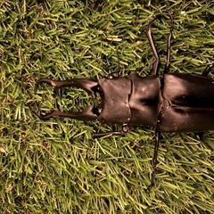 ギラファノコギリクワガタ成虫♂2匹の画像