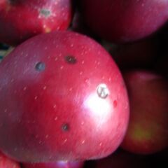 わけあり品 樹上完熟紅玉 青森県 南部地方産１kgあたり500円 ②の画像