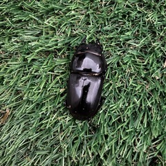 スマトラオオヒラタクワガタ成虫ペアの画像