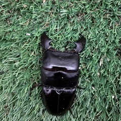 スマトラオオヒラタクワガタ成虫ペア