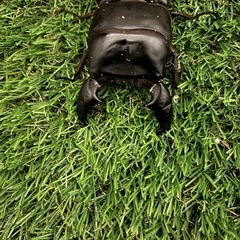 スマトラオオヒラタクワガタ成虫ペアの画像