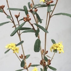 ［034］特価！大株 キリンの木 フェバリュウム オージープランツの画像