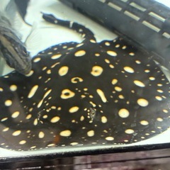 ダイヤモンドポルカ自家ブリード　メスの画像