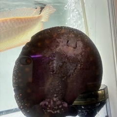 ダイヤモンドポルカ自家ブリード　メスの画像