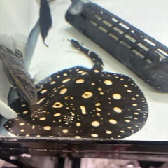 ダイヤモンドポルカ自家ブリード　メスの画像