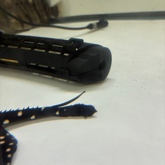 ダイヤモンドポルカ自家ブリード　メスの画像