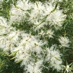 ［031］特価！ メラレウカ スノーインサマー オージープランツの画像