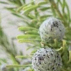 ［029］特価！大株 リューカデンドロン ジェイドパール オージープランツの画像