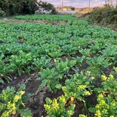 子育て世代他、「朝採り、葉付きだいこん」あげます。2週間以上日持ちします。の画像