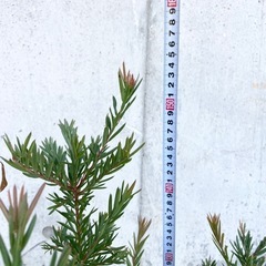 ［037］特価！大株 グレビレア ジョンエバンス オージープランツの画像