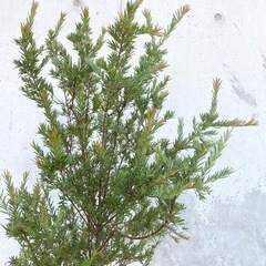 ［037］特価！大株 グレビレア ジョンエバンス オージープランツの画像