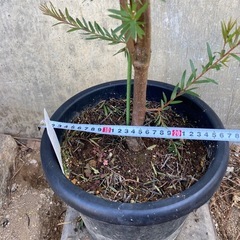 ［037］特価！大株 グレビレア ジョンエバンス オージープランツの画像