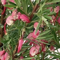 ［037］特価！大株 グレビレア ジョンエバンス オージープランツの画像