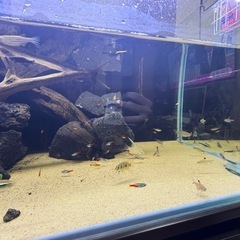 ヤマトヌマエビ20匹〜の画像