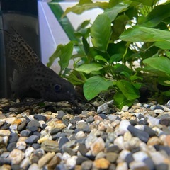 シノドンティス・レプタルス(フェザーフィン・シノドンティス)の画像