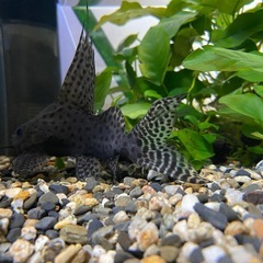 シノドンティス・レプタルス(フェザーフィン・シノドンティス)の画像