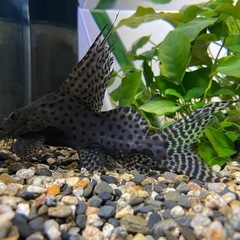 シノドンティス・レプタルス(フェザーフィン・シノドンティス)の画像