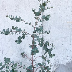 ［038］特価！大株 ユーカリ  グニー  オージープランツの画像