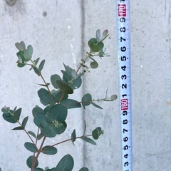 ［038］特価！大株 ユーカリ  グニー  オージープランツの画像