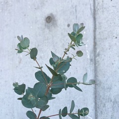 ［038］特価！大株 ユーカリ  グニー  オージープランツの画像