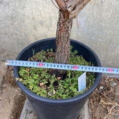 ［038］特価！大株 ユーカリ  グニー  オージープランツの画像