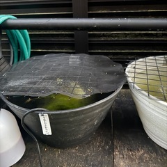 メダカ用睡蓮鉢の画像