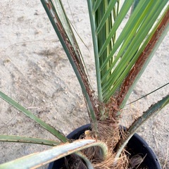 ココスヤシの画像