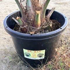 ココスヤシの画像