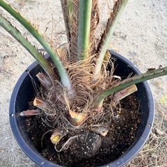 ココスヤシの画像