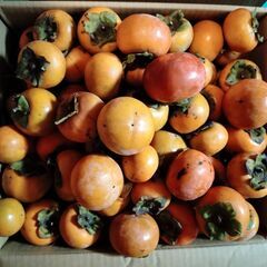 富有柿 みかん箱 1箱分ちょっと♪の画像
