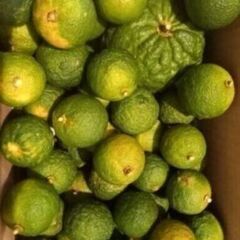 黄ゆず★Sサイズ★果皮ごと食べられる無農薬栽培です。+オマケありの画像