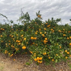 新鮮みかん10キロ混乱、甘酸っぱくて美味しい、価格を発送込みなしの画像