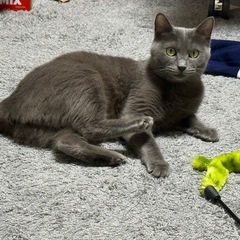 ロシアンブルーの女の子