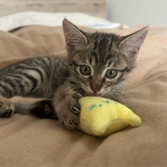 キジトラ女の子2か月前後募集中