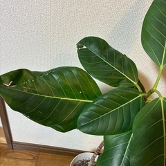 観葉植物🪴フィカス・アルティシマの画像