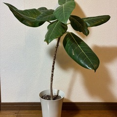 観葉植物🪴フィカス・アルティシマの画像