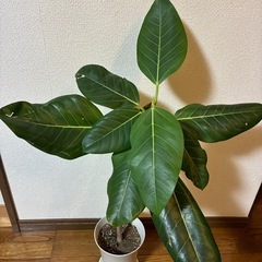 観葉植物🪴フィカス・アルティシマの画像