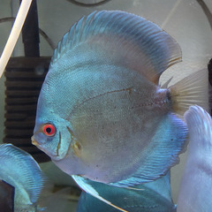 ディスカス【ペア】　スーパーブルーダイヤ　オス15cm前後　メス13cm前後の画像