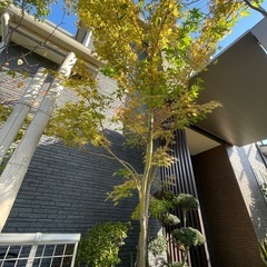  🉐です！紅サンゴ紅葉の画像