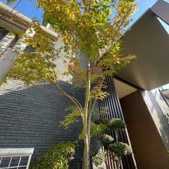  🉐です！紅サンゴ紅葉の画像