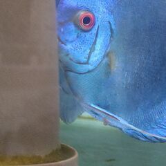 ディスカス【ペア】　スーパーブルーダイヤ　オス15cm前後　メス13cm前後の画像