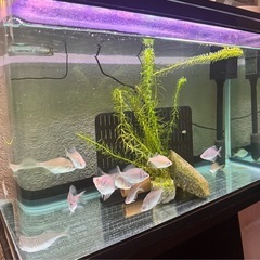 🐠タナゴ 14匹🐠の画像