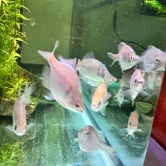 🐠タナゴ 14匹🐠の画像