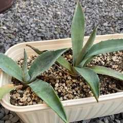 お得・アガベ苗3種の画像