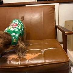 ソファーの画像