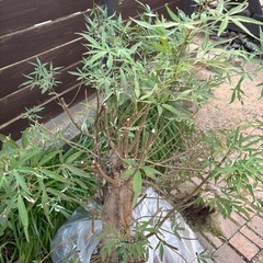 セイヨウニンジンボク　　もらってくださいの画像