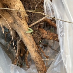 セイヨウニンジンボク　　もらってくださいの画像