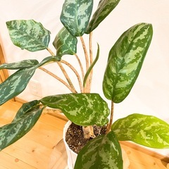 アグラオネマ　ピンクステムの画像