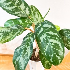 アグラオネマ　ピンクステムの画像